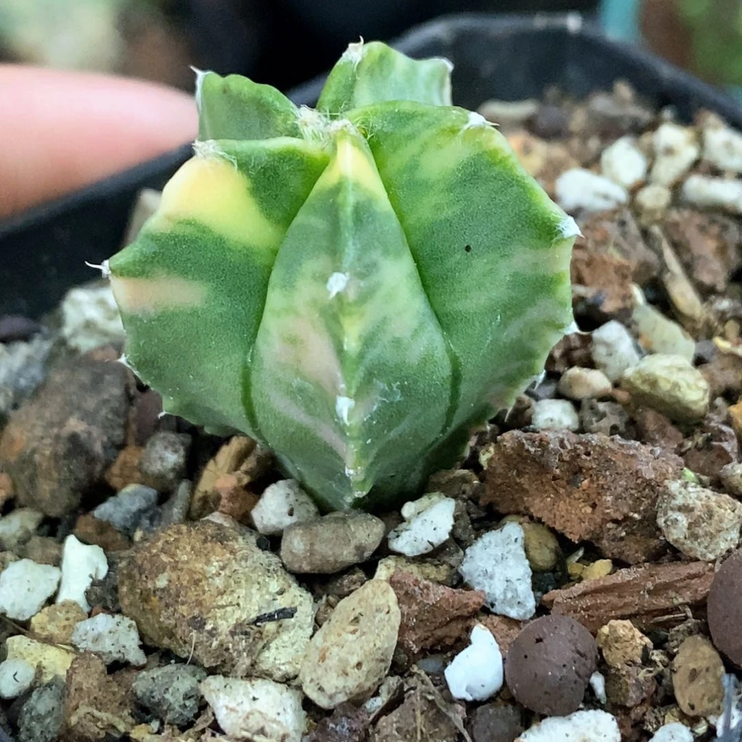 孤品实生特选株极散斑锦鸾凤玉锦45号