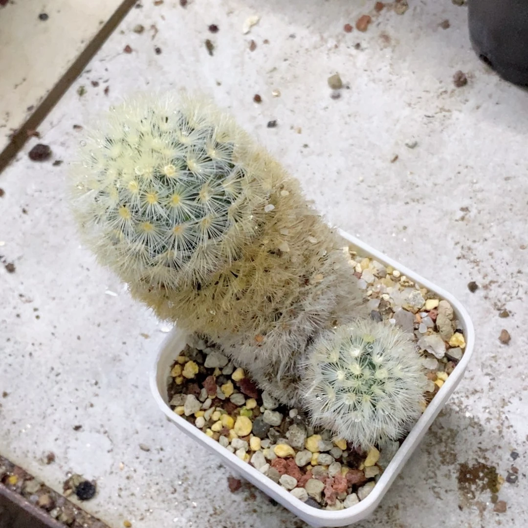 天***子仙人球的加纹丸特价