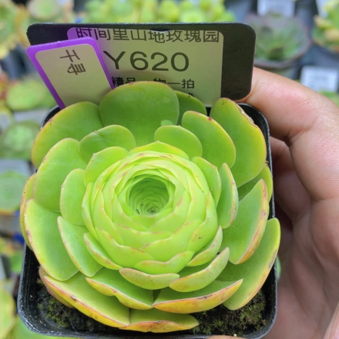 千寻多肉玫瑰一物一拍