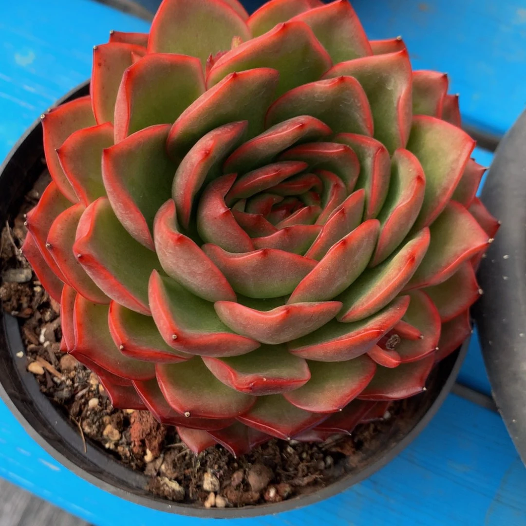 ?***?杂交11111111111