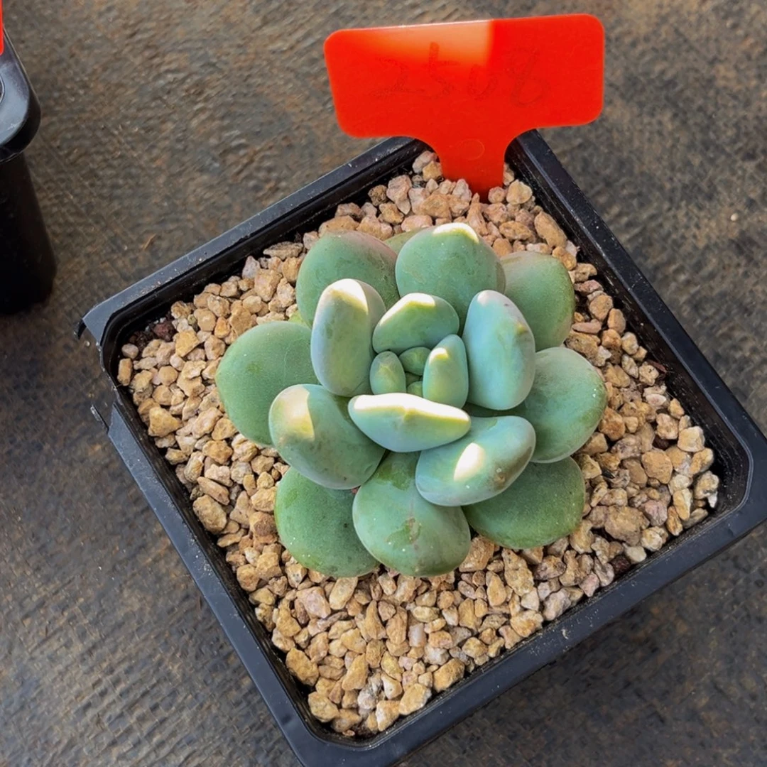 有***西2508下午多肉植物群生