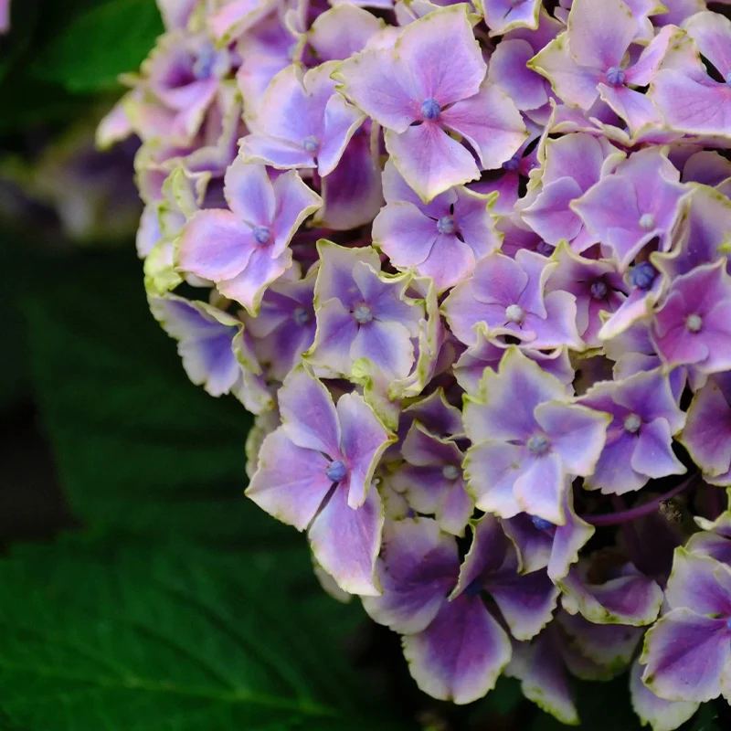 花莳家花莳园艺 1加仑【魔幻小丑】绣球花苗盆栽花期长大花好养植物