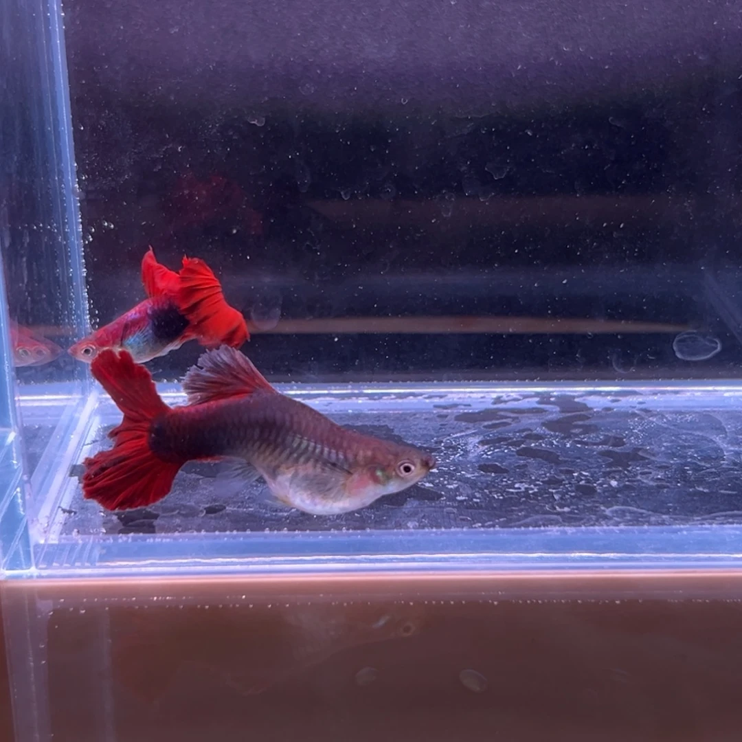 孔雀鱼菊花帆褶扇一对