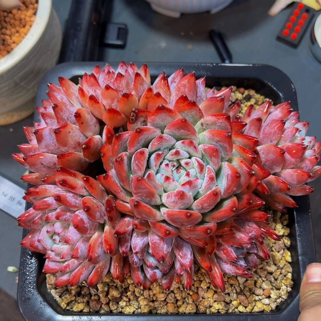 ?*然北极熊一颗肉肉寄养