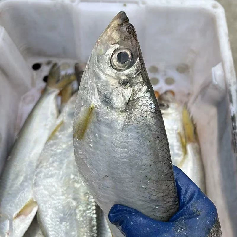 【鳓鱼5斤】台州东海野生白鳞鱼 5斤10条左右