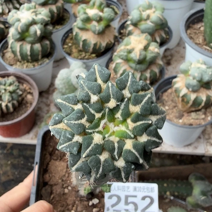 无花朵252红花馒头姬牡丹