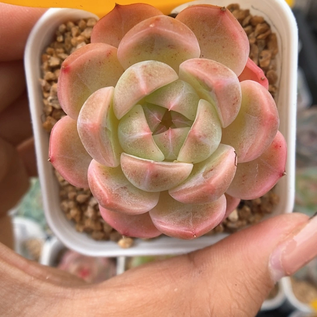 糖心珍妮可拍2278号。