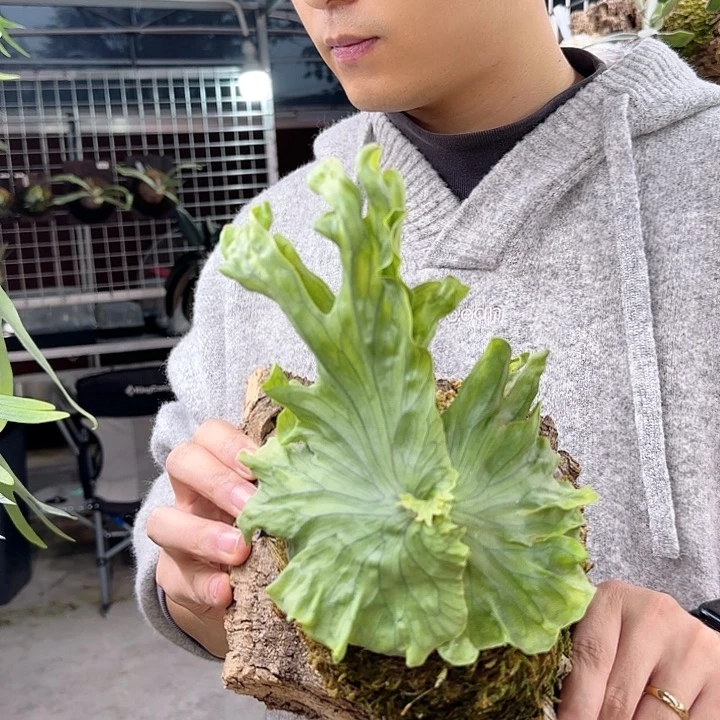 无花朵侏儒卷叶女王鹿角蕨