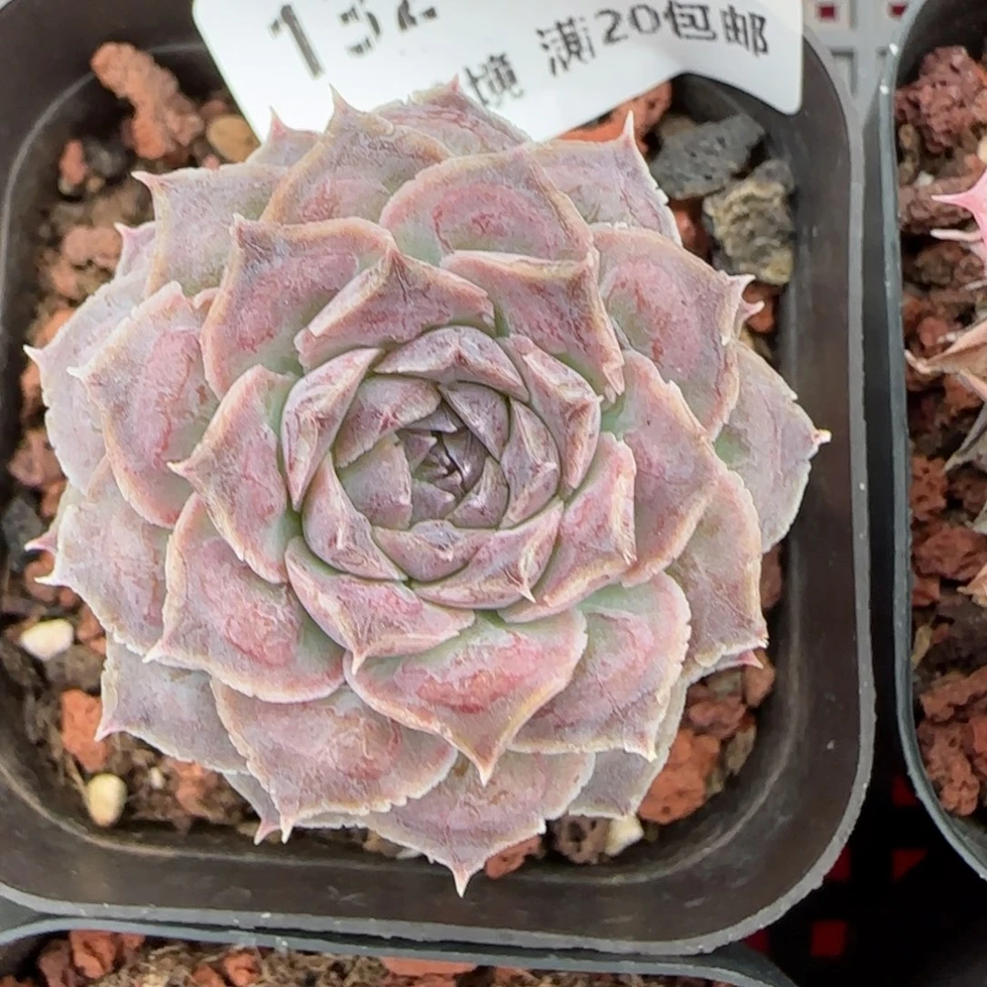 花语逸镜0128-132弥漫