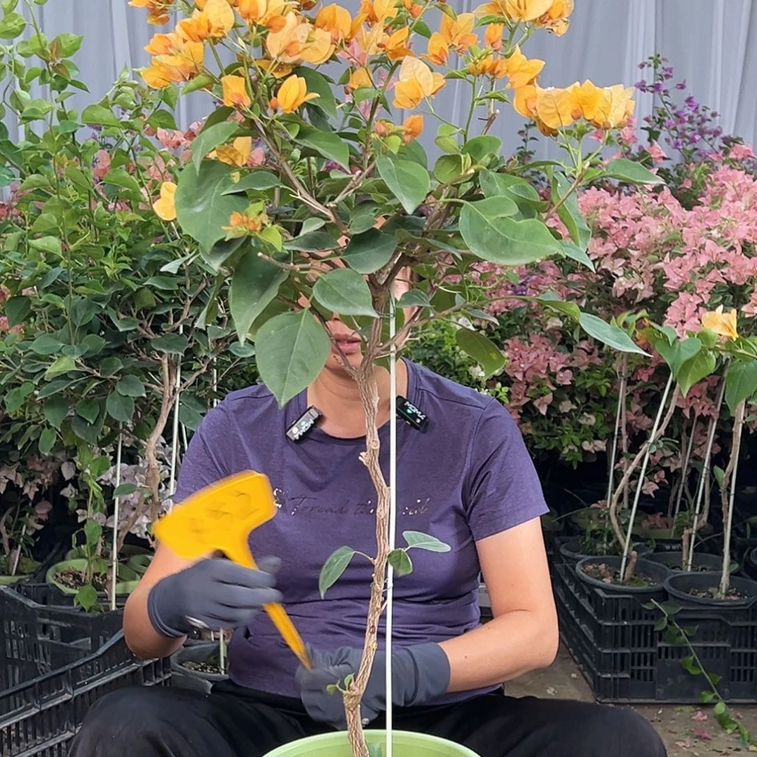 静***心当前无花栽培后可以开花K52金色光辉
