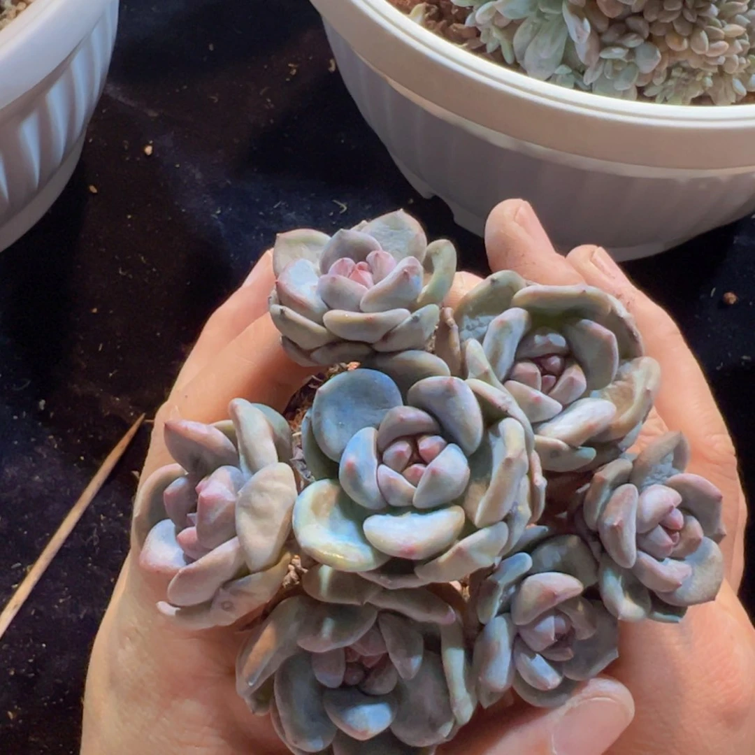 新年快乐 新年快乐 新年快乐