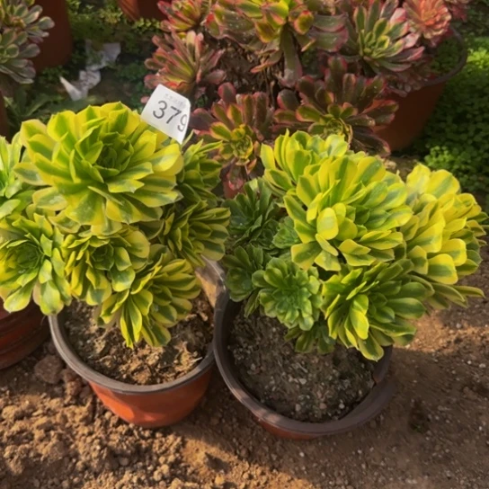 玺***儿金丝翡翠2棵9号棚379