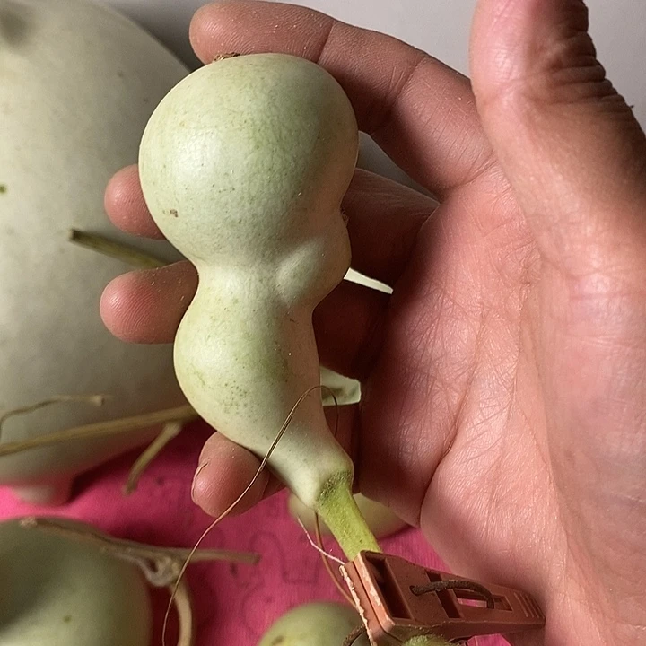 百***钱青皮葫芦手把件葫芦