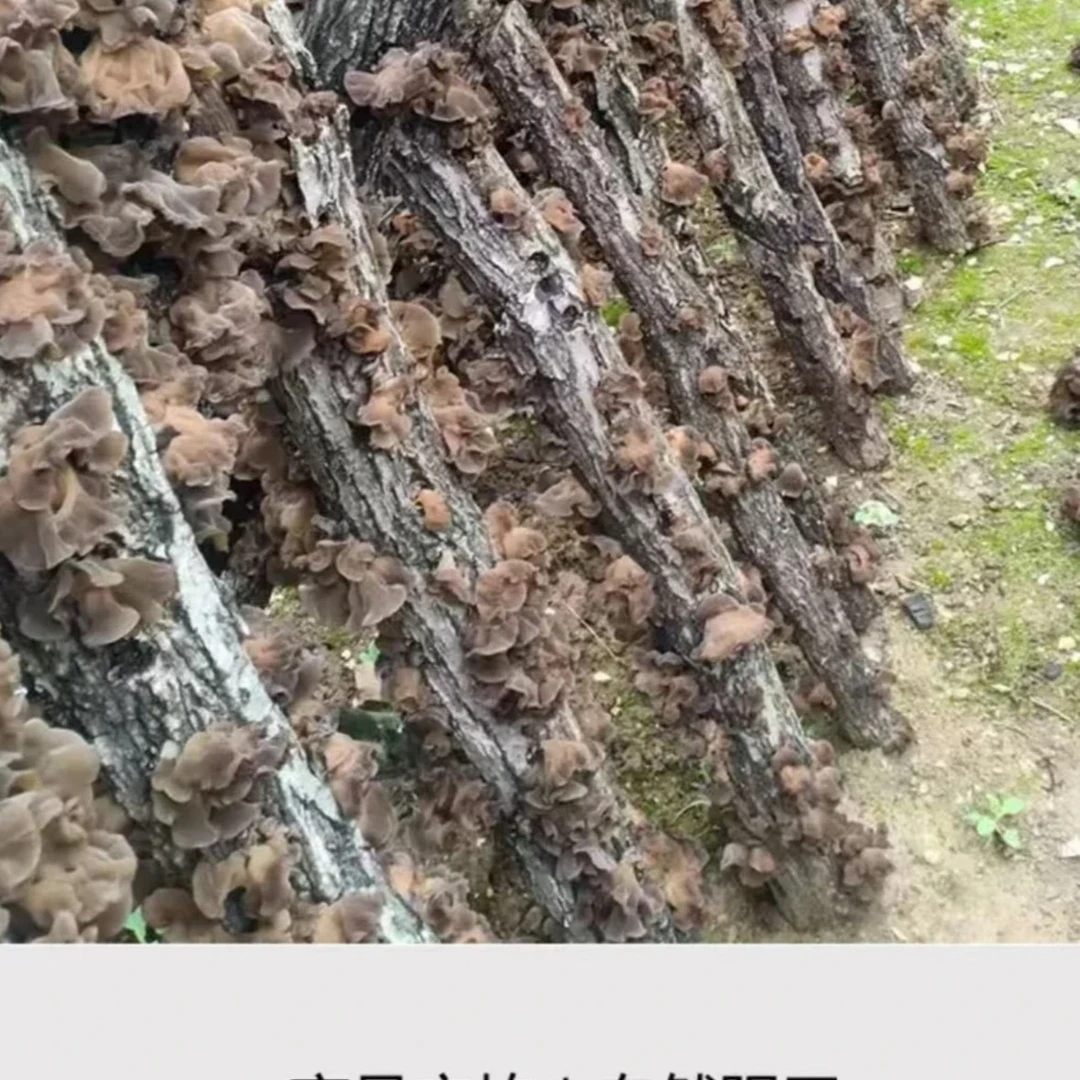 【凤栖湖专属】伏牛深山自然生长干木耳