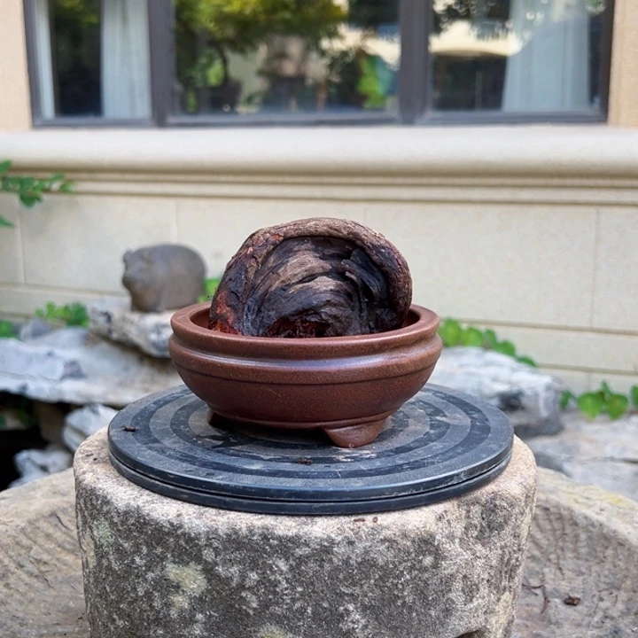 牛***牛无花朵金丝红木羊蹄甲