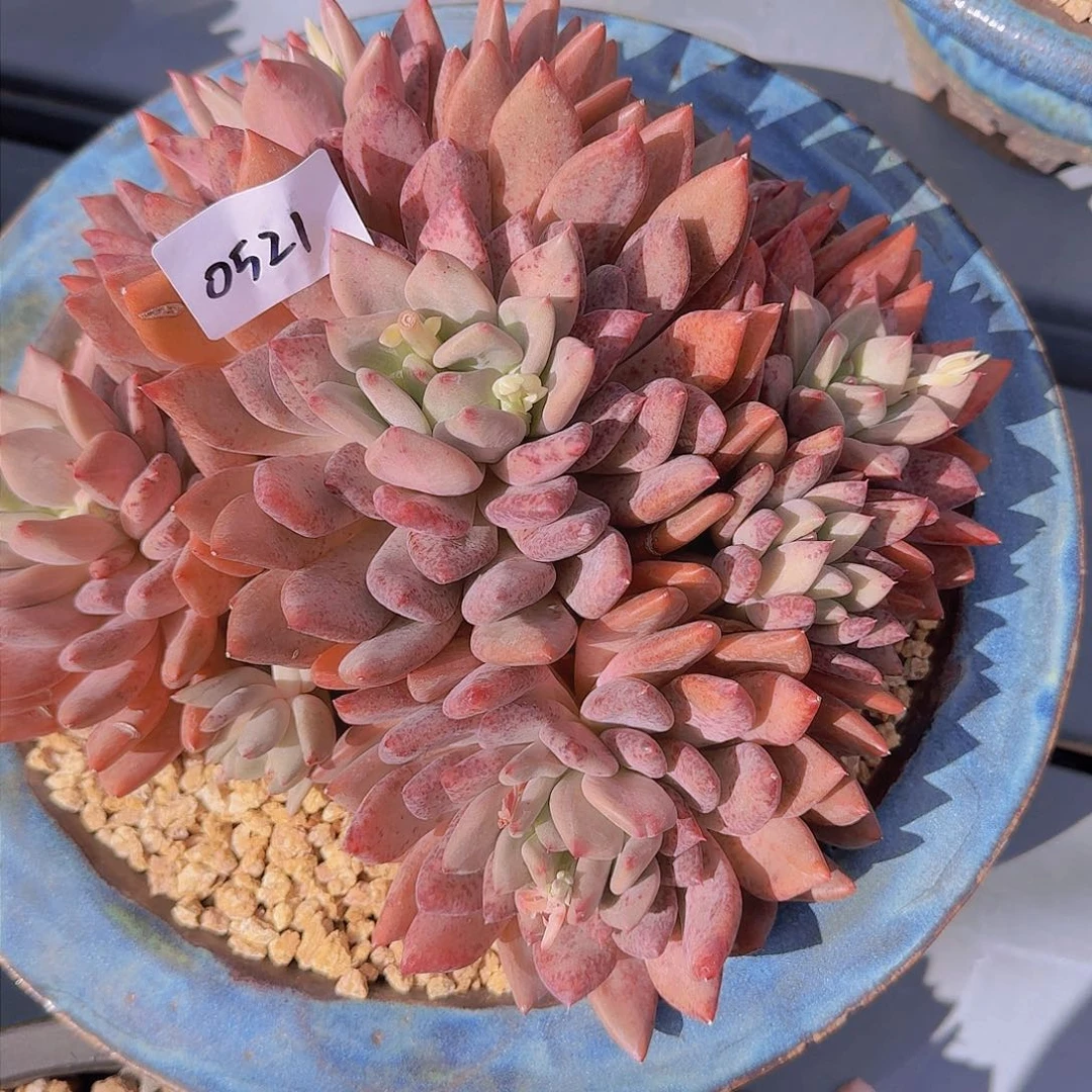 蛋*0521处女座多肉