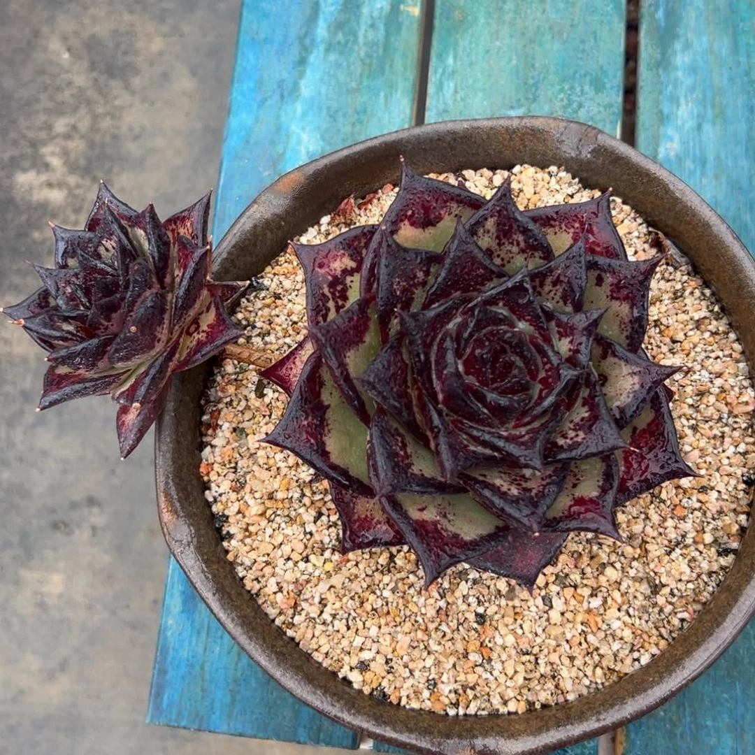 多肉一物一拍编号0208-20068