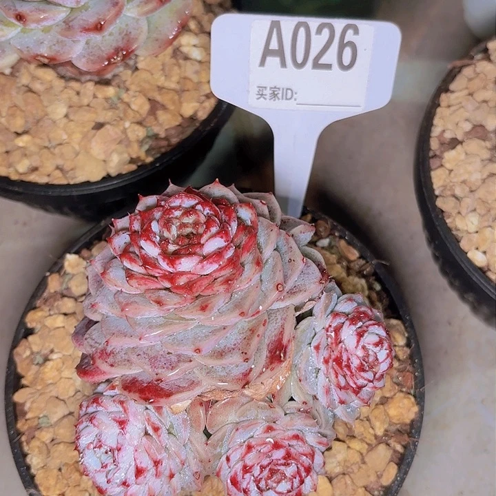 柠*茶天鹅绒一物一拍A026