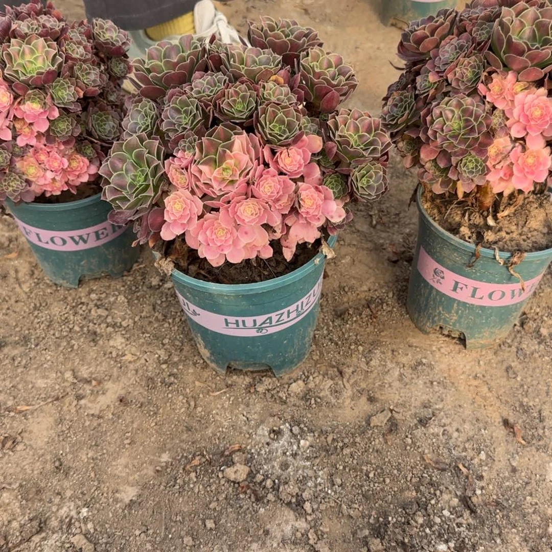 490号量拍阴阳花蝴蝶类似的