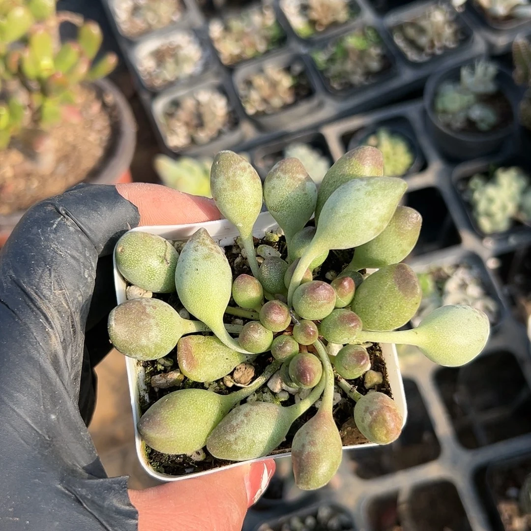 多肉植物鼓槌水泡