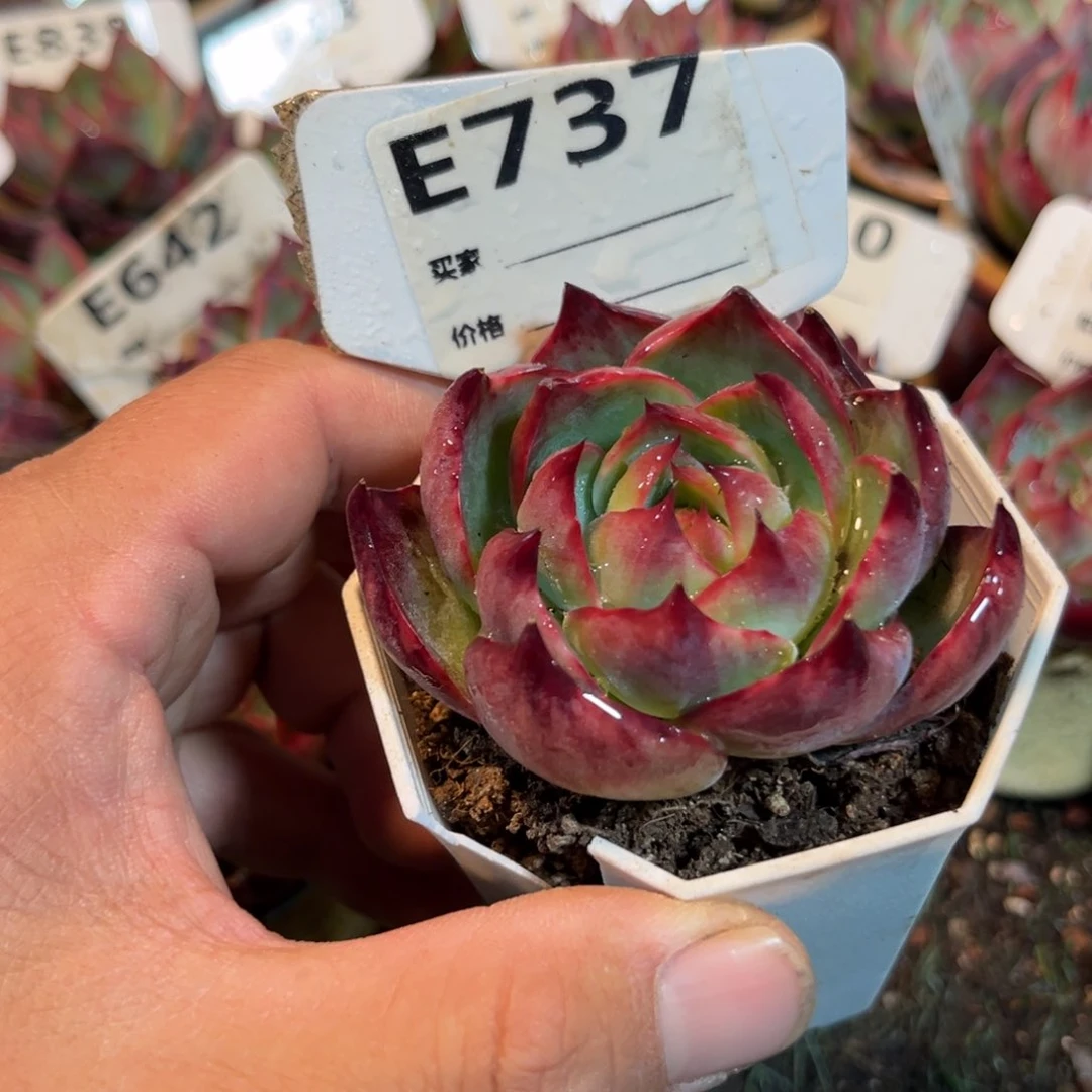 惊鸿一瞥737号多肉