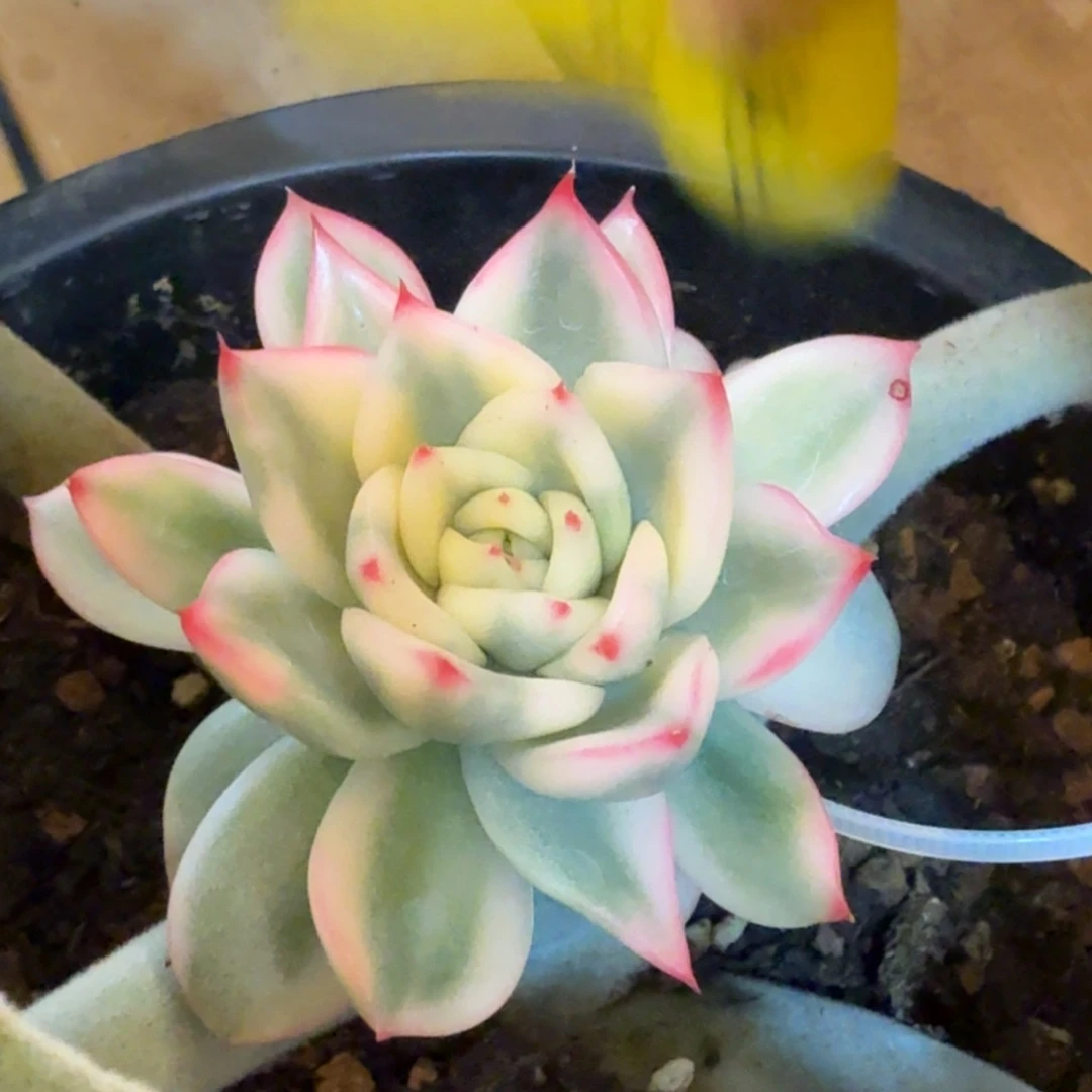 卡利斯托 安吉园艺