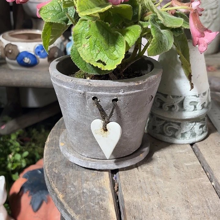 许纯的花房 爱心一套