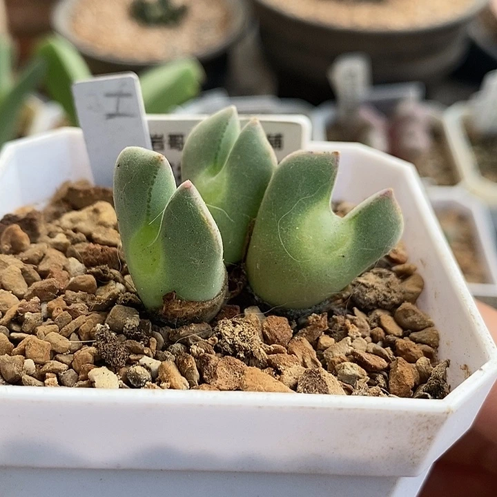 SB793空蝉大眼睛3头群