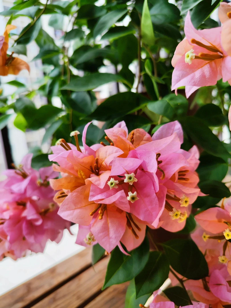 [金发女郎]三角梅四季花卉勤花绿植带盆带土