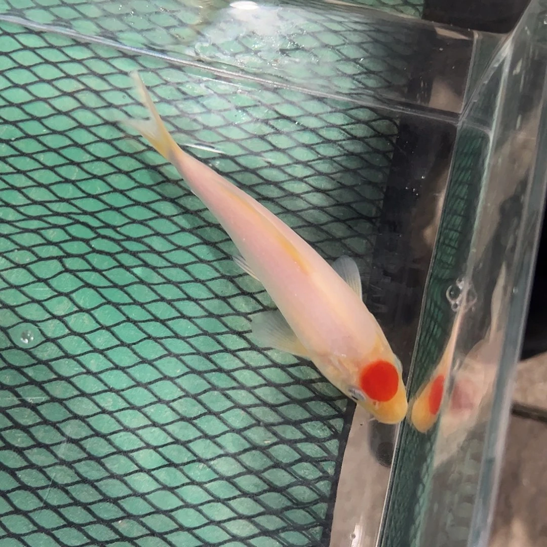 锦鲤阪井丹顶红白幼鱼