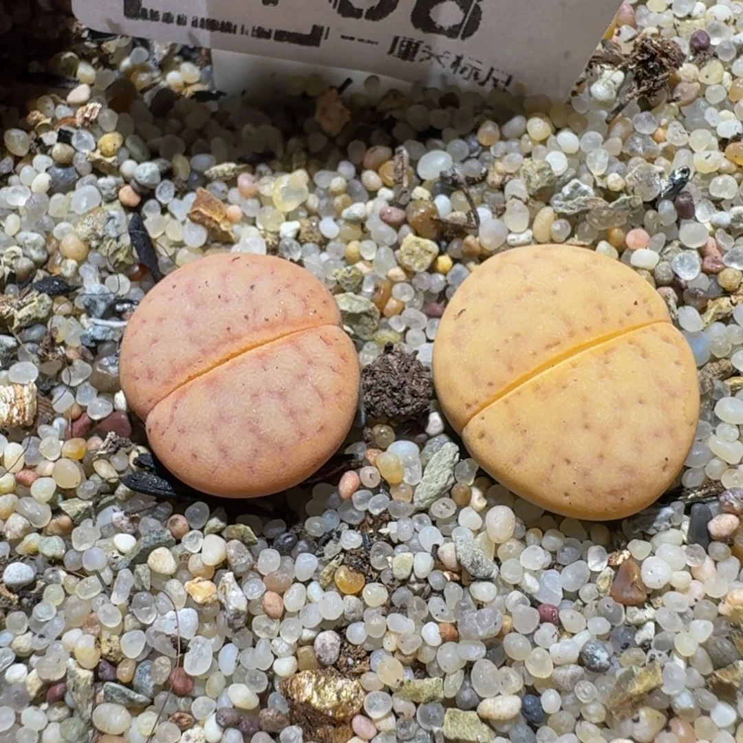 Ssss精品生石花168