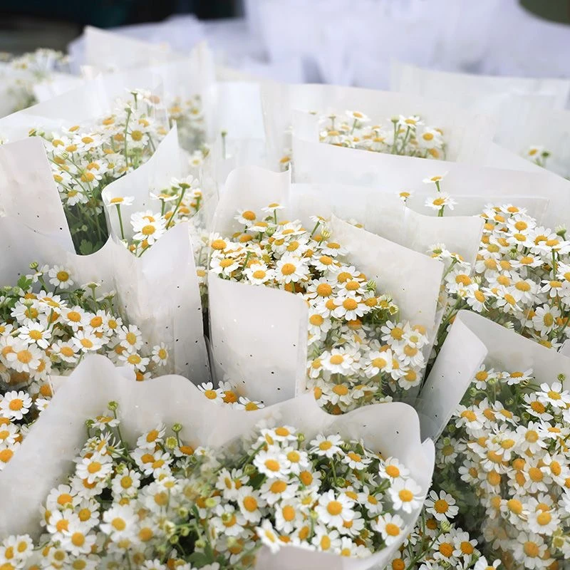 A级洋甘菊鲜花基地直发网红鲜花花材水养鲜花花束小菊花水养配花