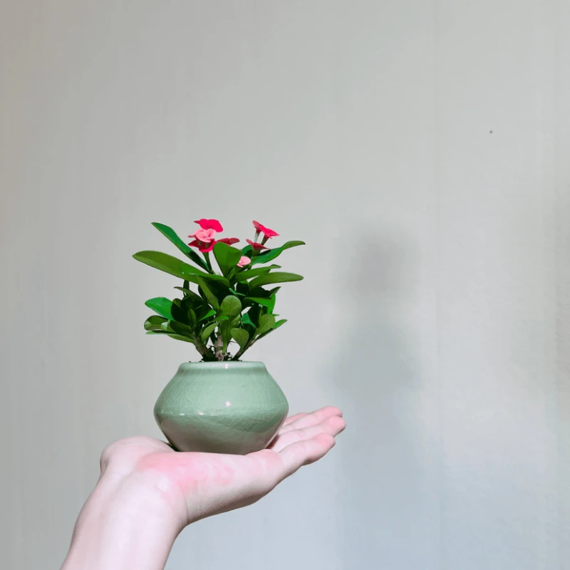 虎刺梅铁海棠室内好养茶桌书桌办公桌绿植盆栽