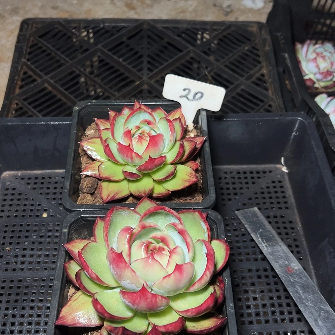 惊鸿仙子两颗20号