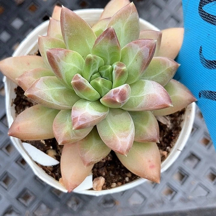 多肉植物1039多肉