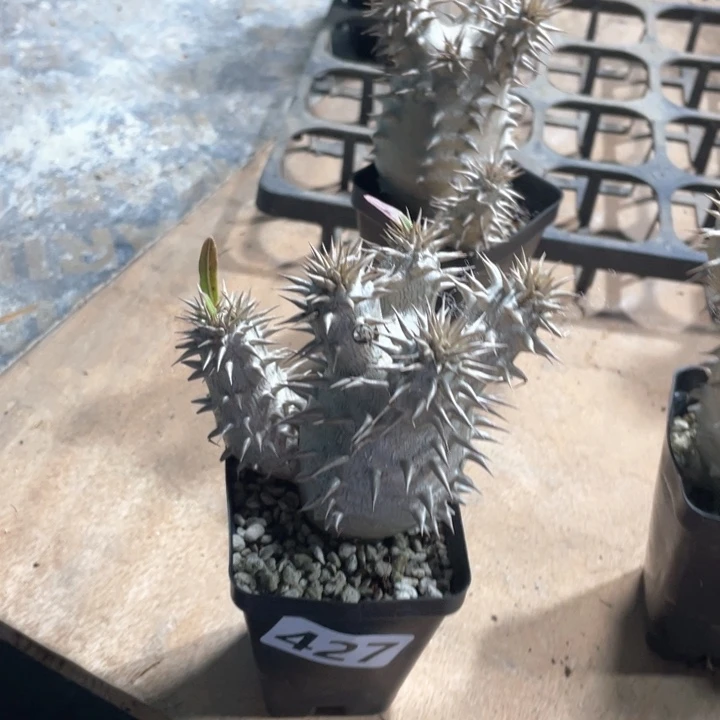 B****t427西巴女王块根