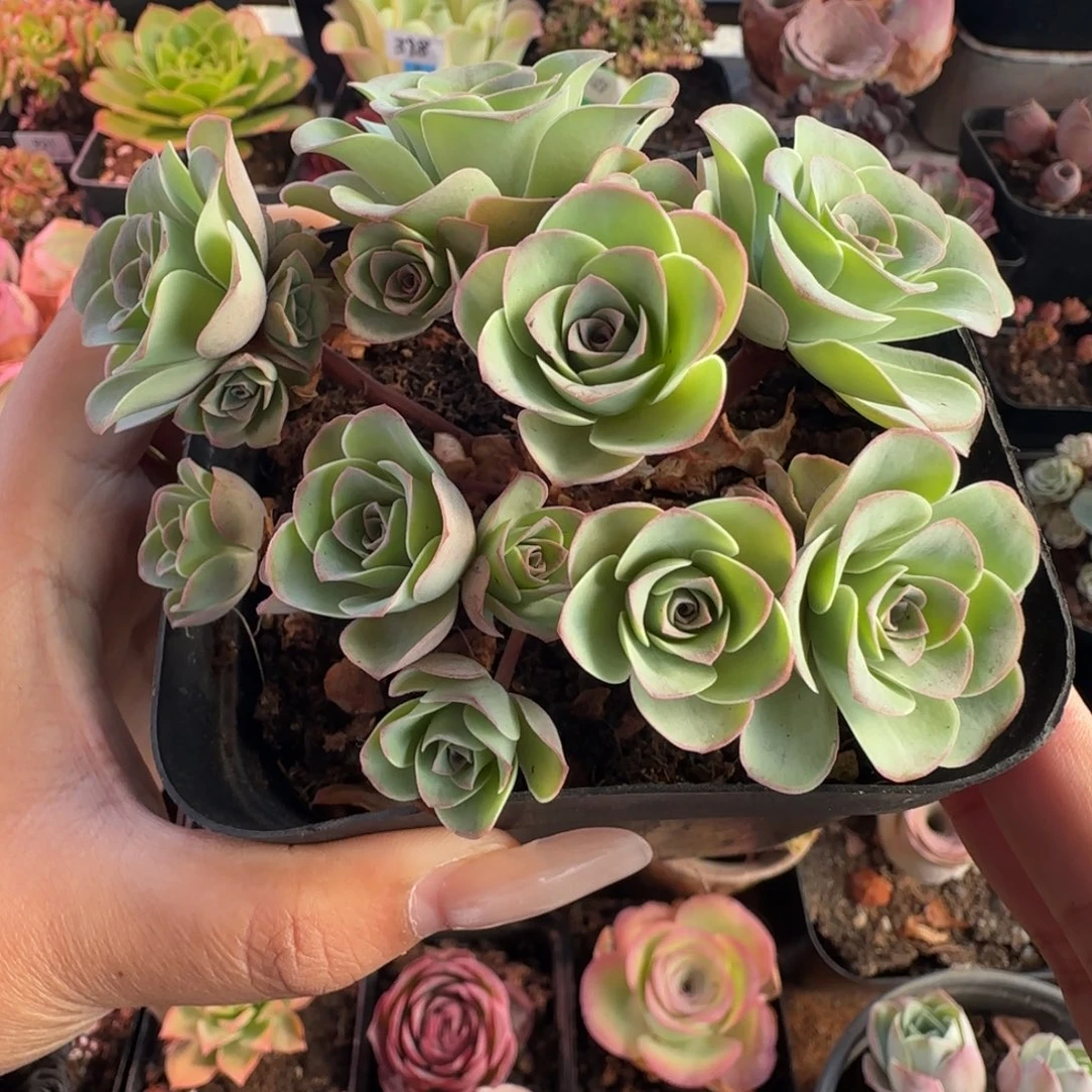 L560半城玫瑰造型桩不含盆土