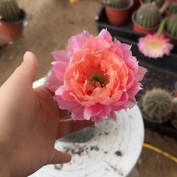 无花朵y****?带根彩草102