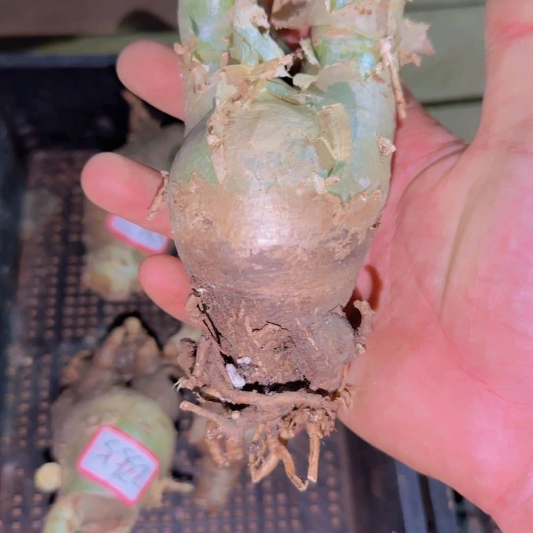 ?*敢块根植物块根植物块根植物