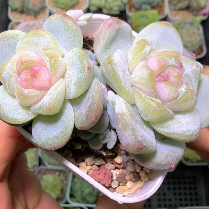 优选刚毅多肉群生