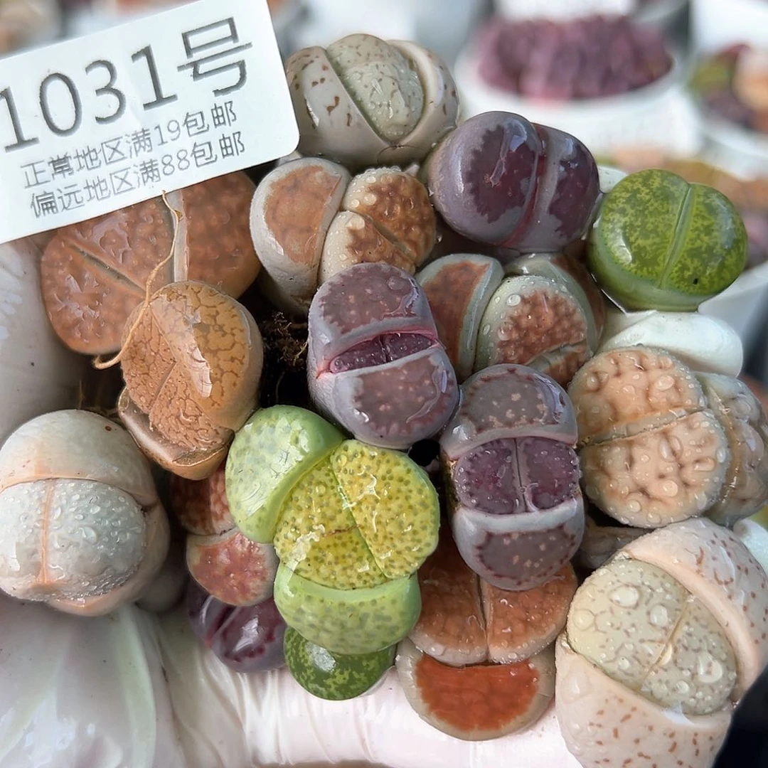 好养易活生石花大母本1031共20颗