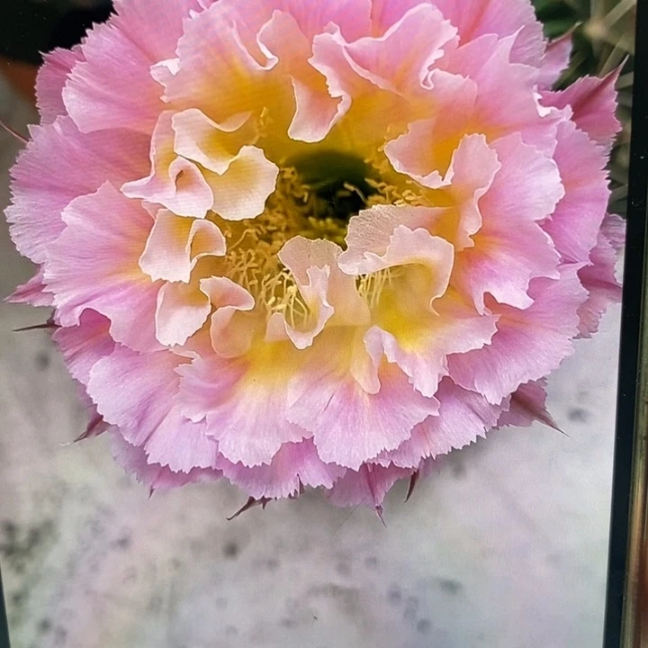 彩草妩媚侧芽6公分左右