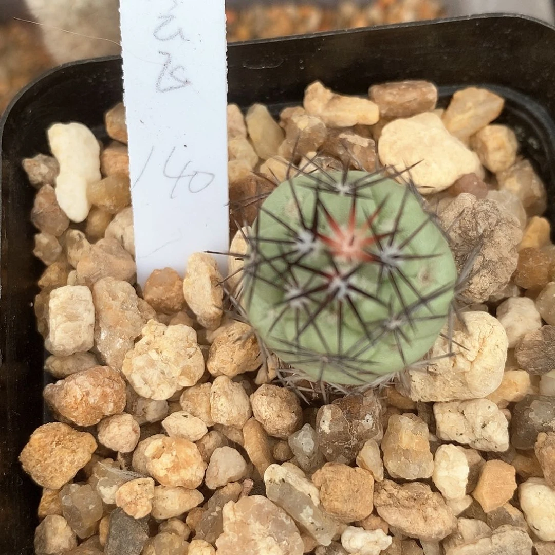 会****土土土花花花花花花花花