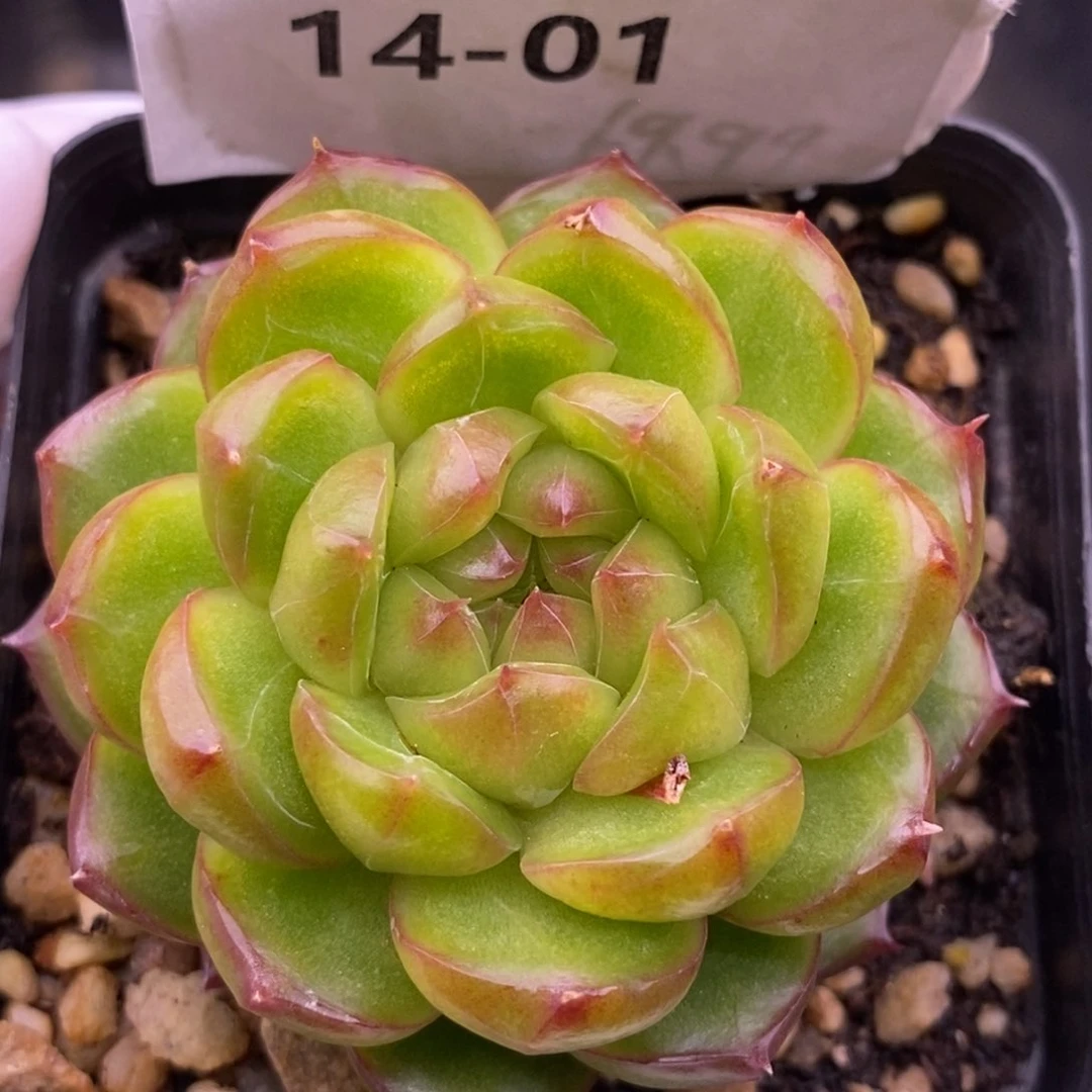 【闪购商品】14-01糖果珍妮