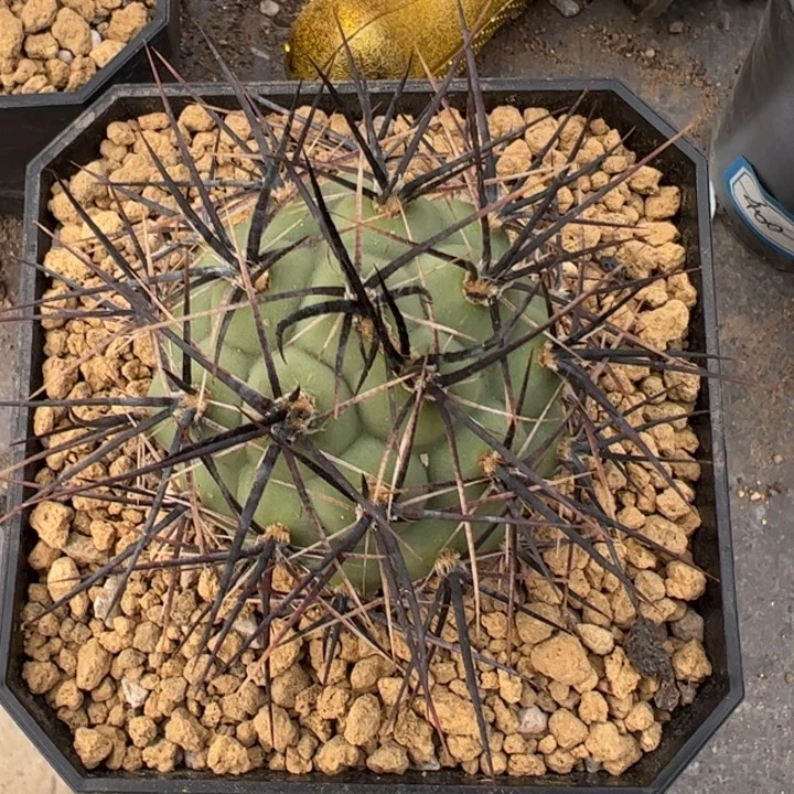 大型海胆习志野仙人球仙人球