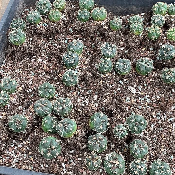 实生高木海王3-4厘米10颗