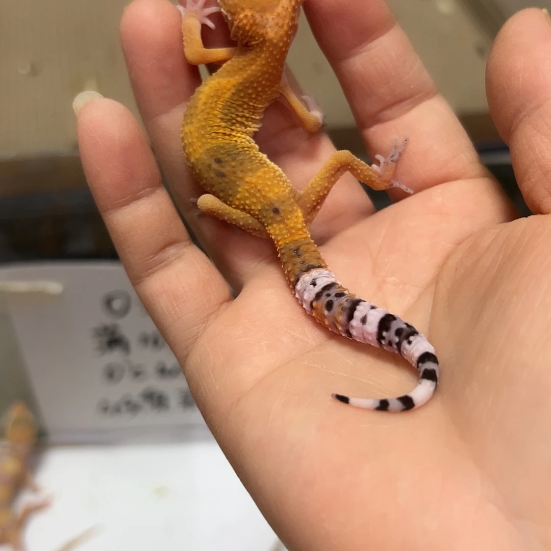 豹纹守宫豹纹守宫