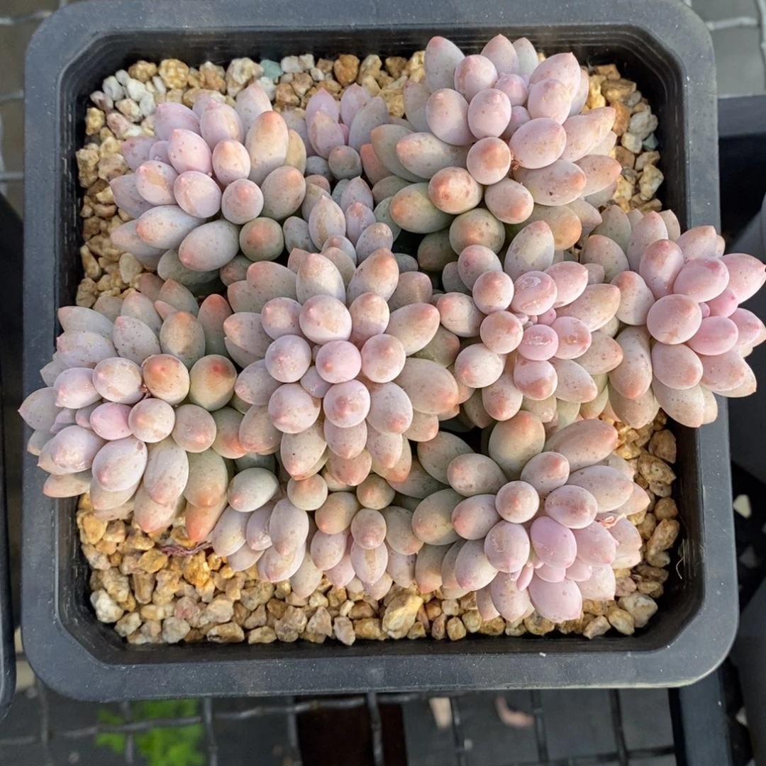 婴儿手指一物一拍