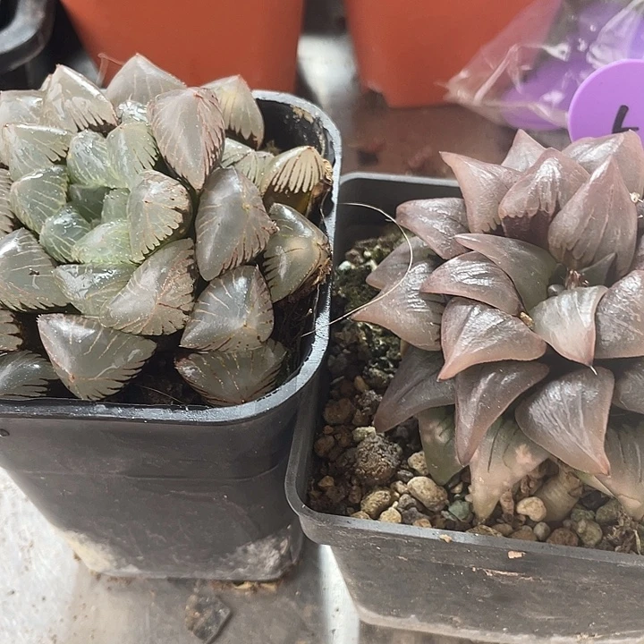 一物一拍，带盆带土，5号