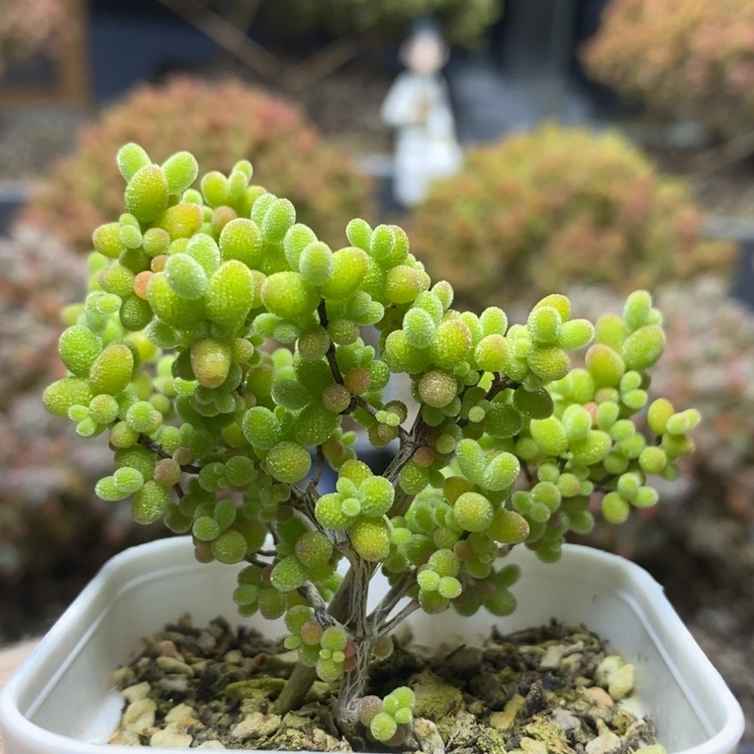 用****5蜜橘糖球4434枝干番杏